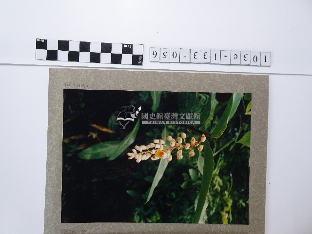 月桃花藏品圖，第1張