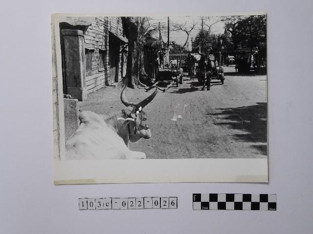 黃則修攝牛車與家屋藏品圖，第1張