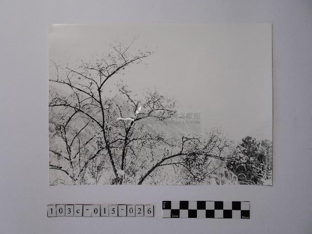 黃則修攝高山風情藏品圖，第1張