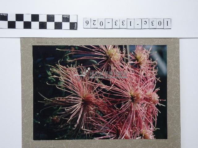 麵線菊藏品圖，第1張