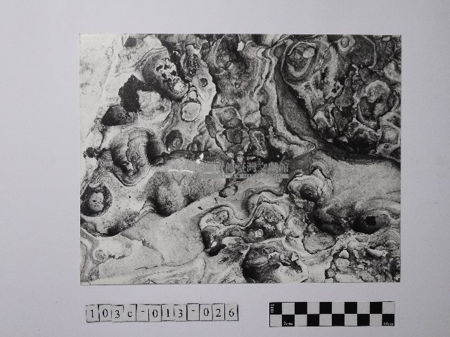 黃則修攝野柳地景風化紋藏品圖，第1張