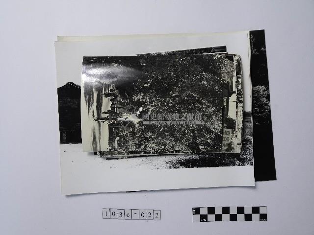 黃則修攝街景及動植物系列照片藏品圖，第1張