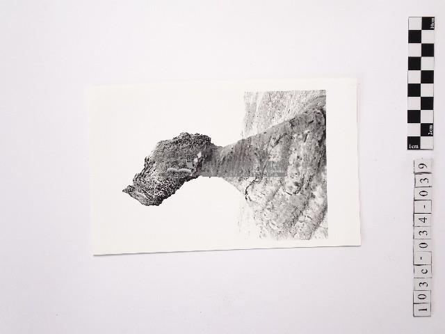 黃則修攝野柳地景女王頭藏品圖，第1張