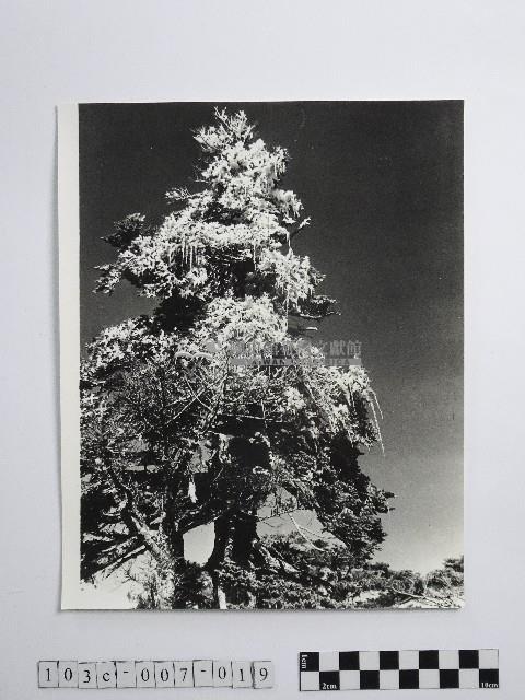 黃則修攝合歡山上結冰的巨木藏品圖，第1張