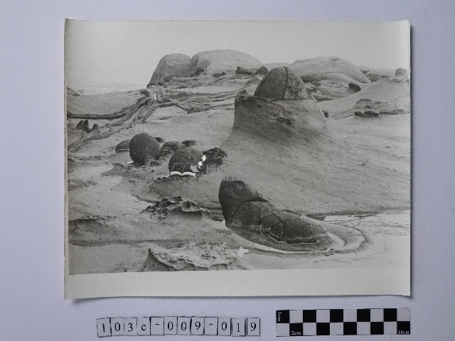 黃則修攝野柳地景藏品圖，第1張