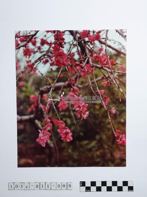 黃則修攝梅花藏品圖，第1張