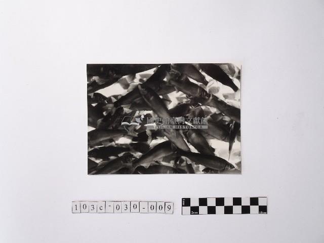 黃則修攝魚群水中優游藏品圖，第1張