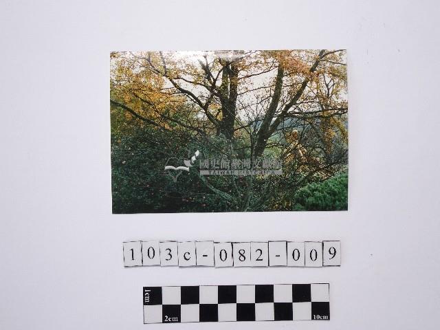 黃則修攝樹林藏品圖，第1張