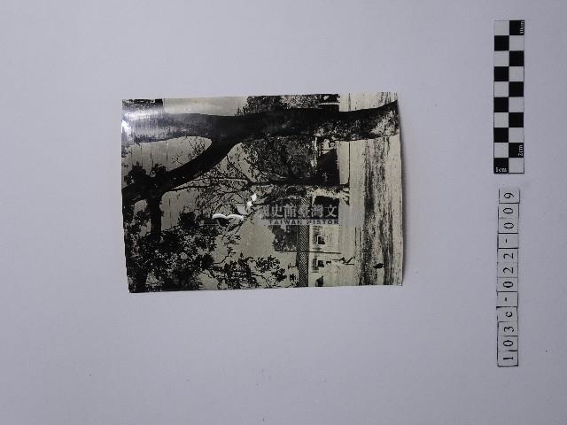 黃則修攝樹木與傳統家屋藏品圖，第1張