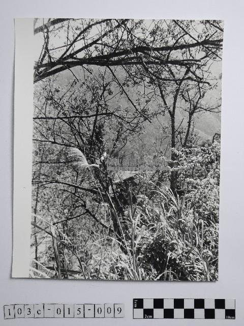 黃則修攝高山風情藏品圖，第1張