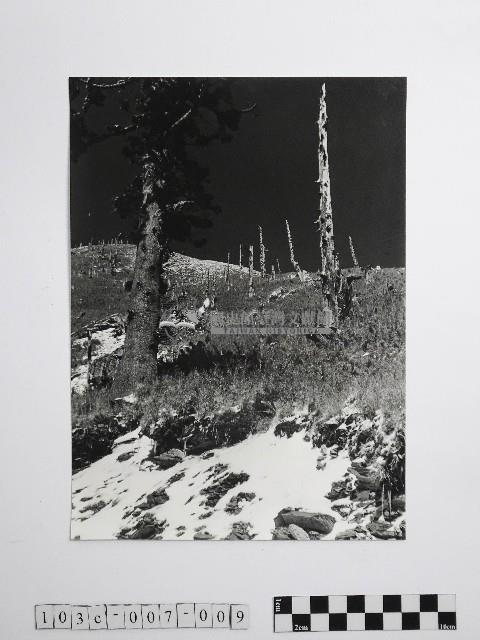 黃則修攝劫後林相藏品圖，第1張