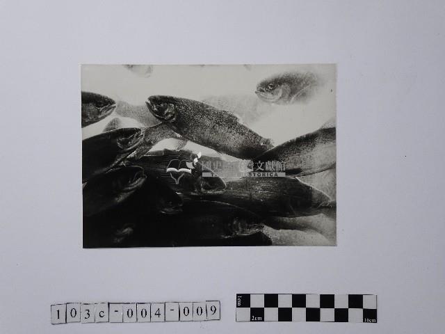 黃則修攝鱒魚藏品圖，第1張