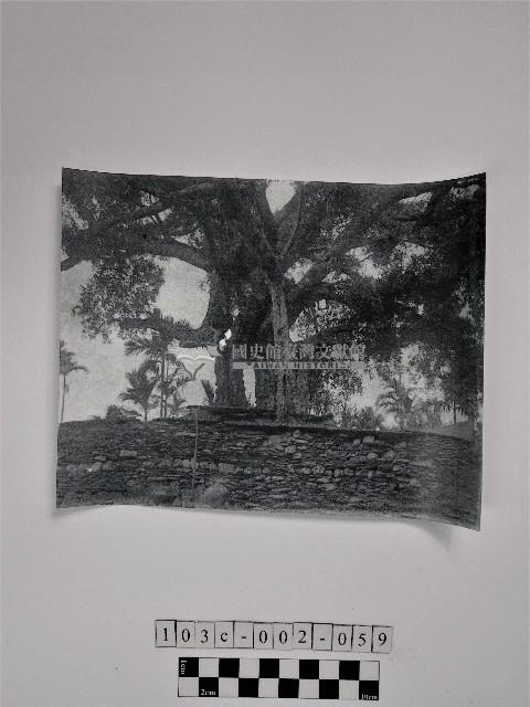 黃則修攝石板堆與一棵樹藏品圖，第1張