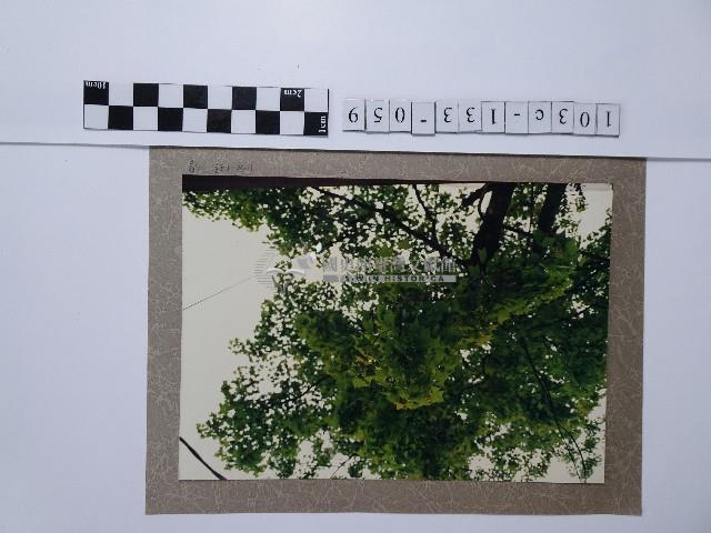 楓香樹藏品圖，第1張