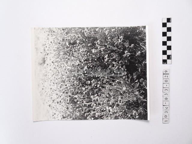 黃則修攝澎湖縣花天人菊藏品圖，第1張