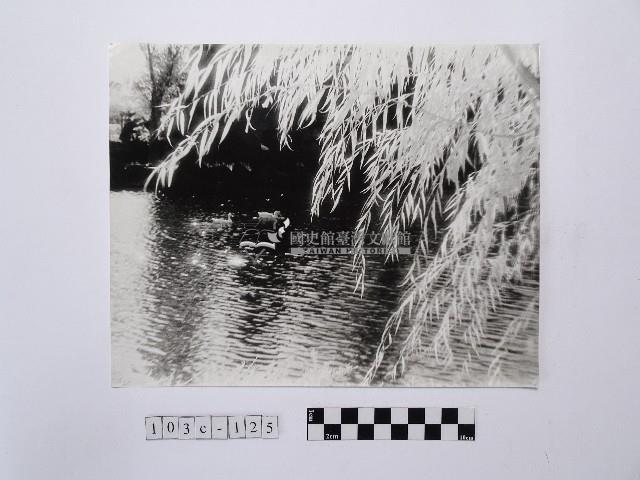 黃則修攝楊柳湖畔藏品圖，第1張