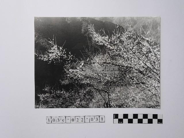 黃則修攝開花的樹木藏品圖，第1張