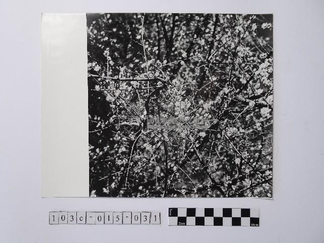 黃則修攝開花的樹木藏品圖，第1張