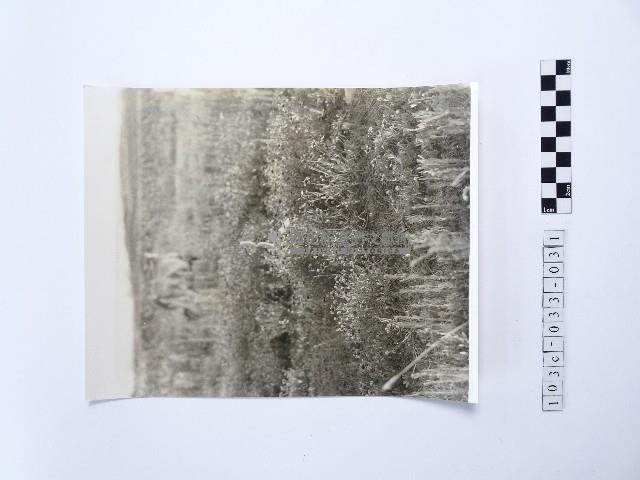 黃則修攝澎湖縣花天人菊藏品圖，第1張