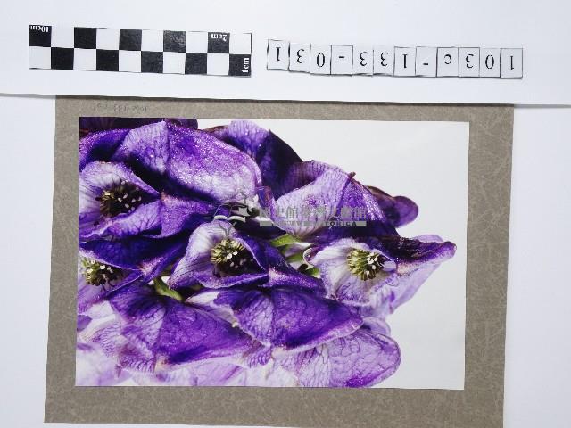 紫色烏頭花藏品圖，第1張