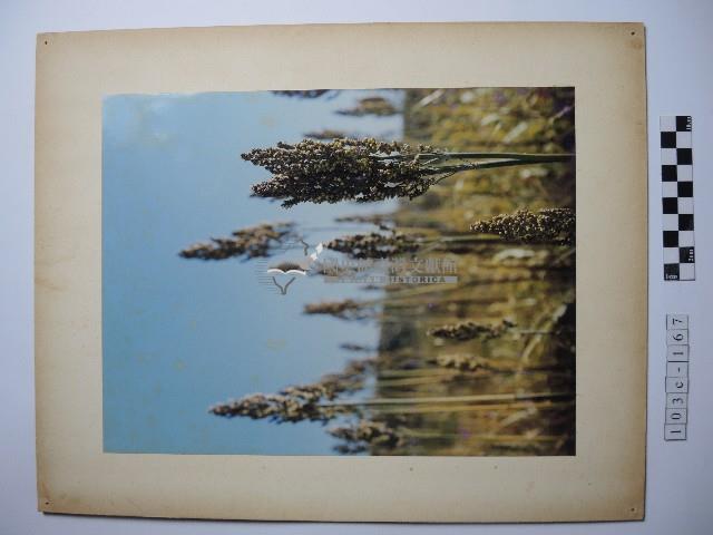 澎湖高粱藏品圖，第1張