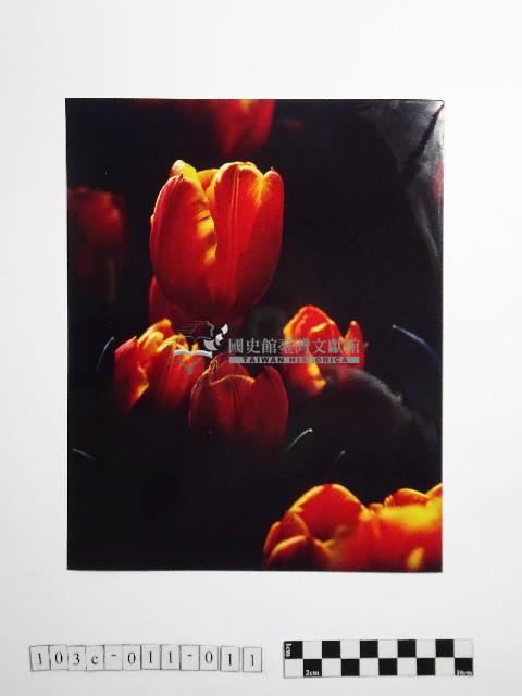 黃則修攝鬱金香1藏品圖，第1張