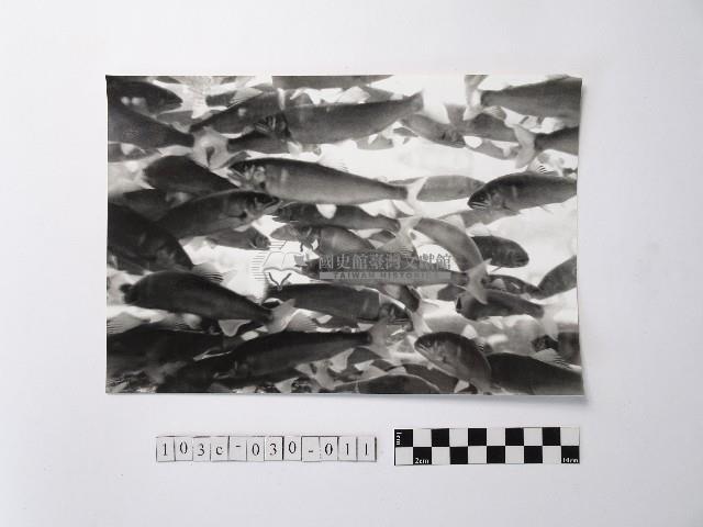 黃則修攝魚群水中優游藏品圖，第1張