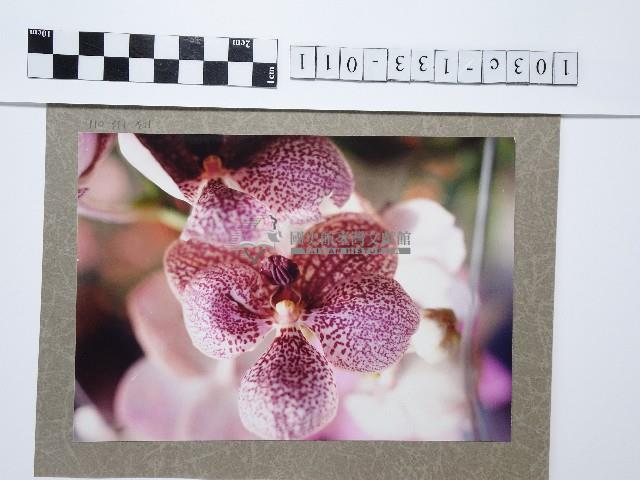 蘭花藏品圖，第1張