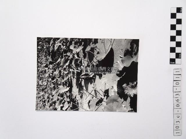 黃則修攝荷花池11藏品圖，第1張