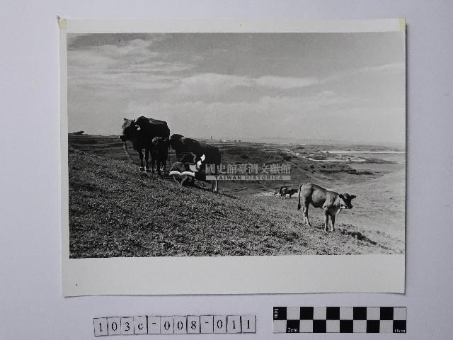 黃則修攝牛群藏品圖，第1張