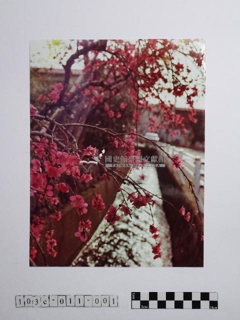 黃則修攝梅花藏品圖，第1張