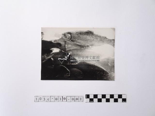 黃則修攝魚群水中優游藏品圖，第1張