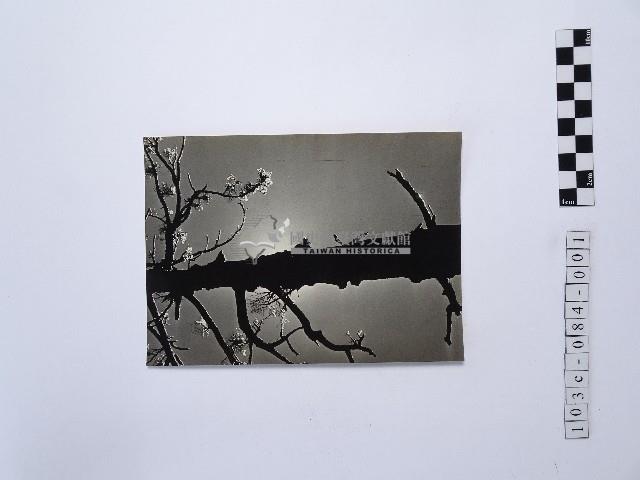 黃則修攝冰樹迎曦藏品圖，第1張