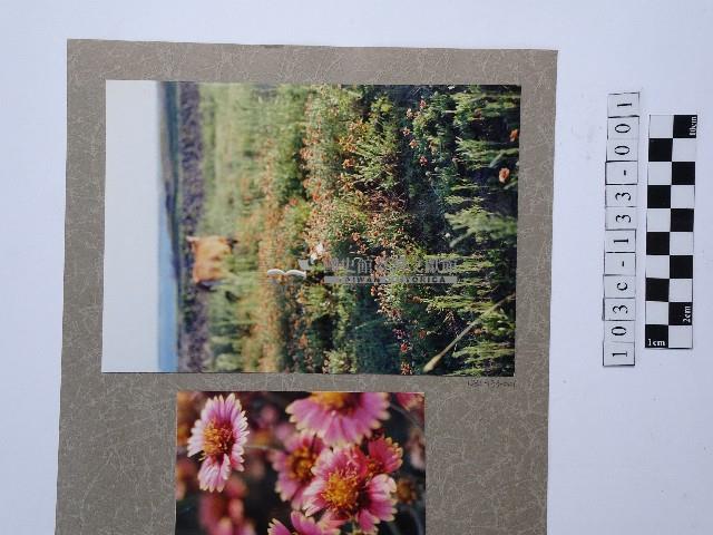 天人菊花叢藏品圖，第1張