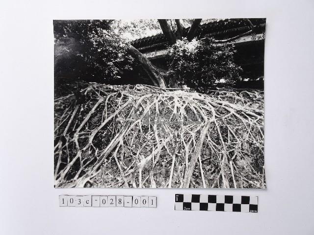 黃則修攝盤根錯節的裩藏品圖，第1張