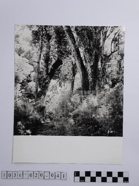 黃則修攝參天的原始巨木林藏品圖，第1張