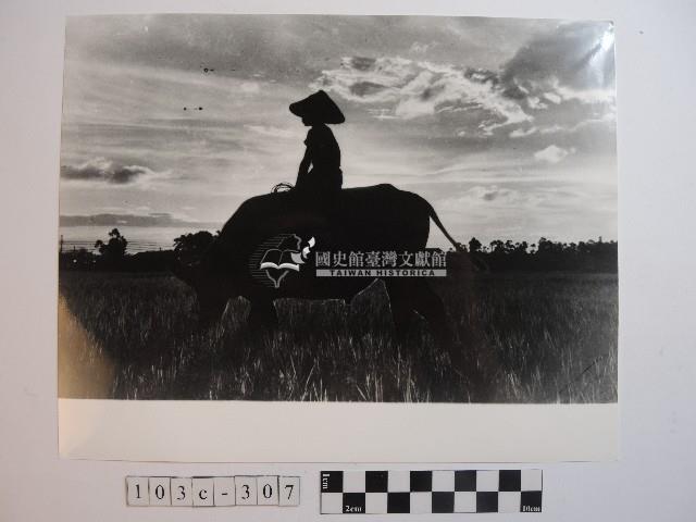 騎乘牛隻藏品圖，第1張