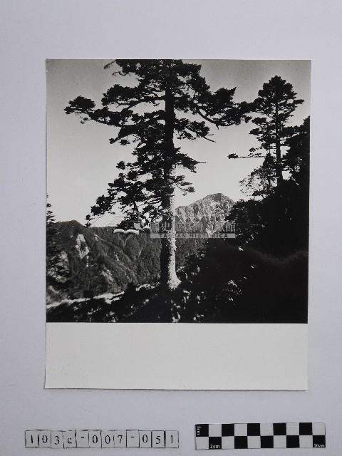 黃則修攝參天古木藏品圖，第1張