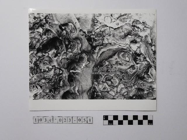 黃則修攝野柳地景風化紋藏品圖，第1張