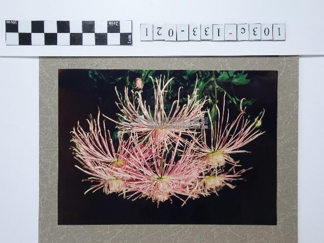 麵線菊藏品圖，第1張