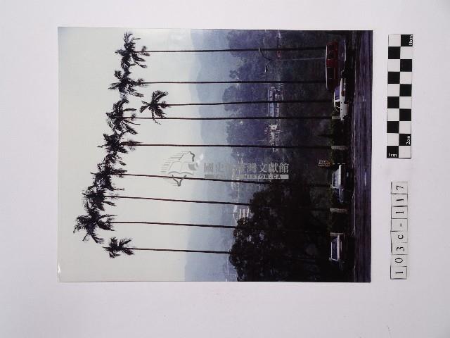 黃則修攝椰子樹藏品圖，第1張