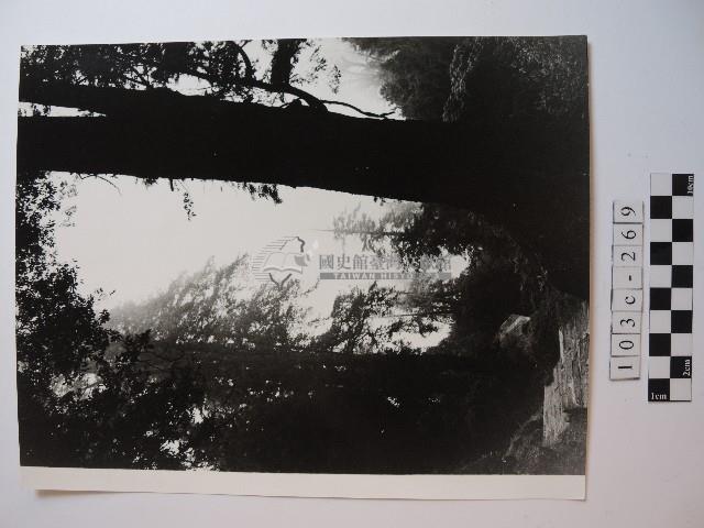 高山古情阿里山巨檜藏品圖，第1張