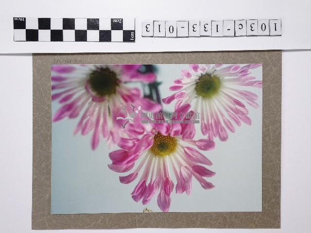 粉色花卉藏品圖，第1張