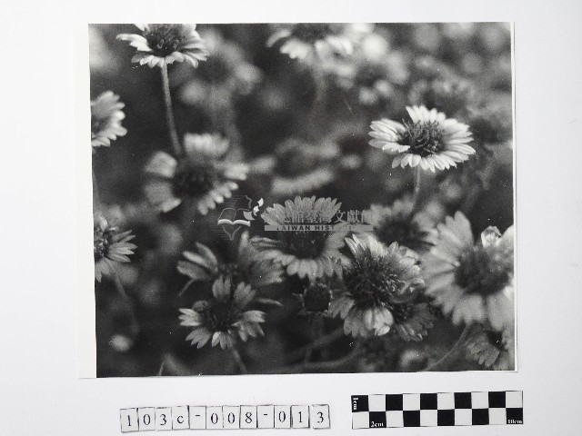 黃則修攝澎湖縣花天人菊藏品圖，第1張
