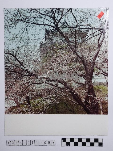 黃則修攝櫻花景緻藏品圖，第1張