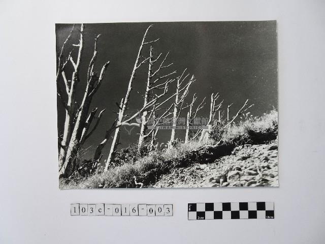 黃則修攝劫後林相藏品圖，第1張