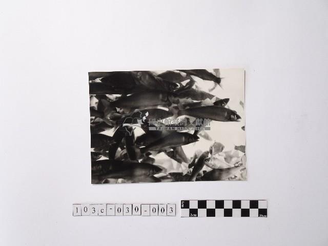 黃則修攝魚群水中優游藏品圖，第1張