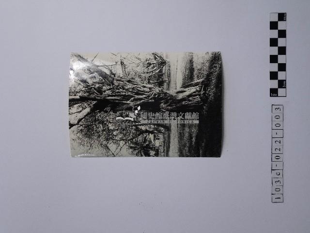 黃則修攝盤根錯節的樹木藏品圖，第1張