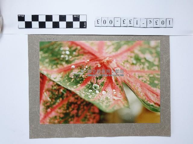 植物藏品圖，第1張