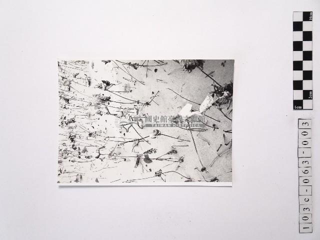 黃則修攝荷花池3藏品圖，第1張